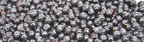 Ripe Bilberries Superfood Close Up Panorama