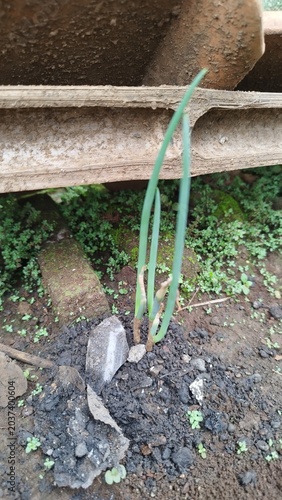 Young Green Onion Plant Sprouting from the Soil in a Rural Backyard