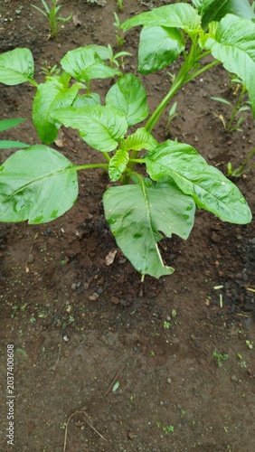 Fresh Green Amaranth Plant Growing in a Rural Vegetable Garden