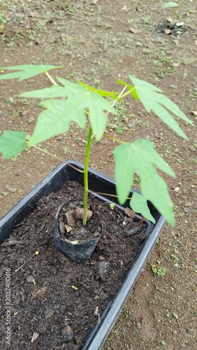 Young Papaya Plant Seedling Growing in a Small Black Polybag