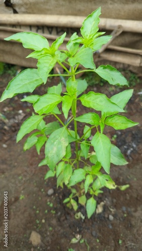 Fresh Green Lemon Basil Plant Growing in a Backyard Garden