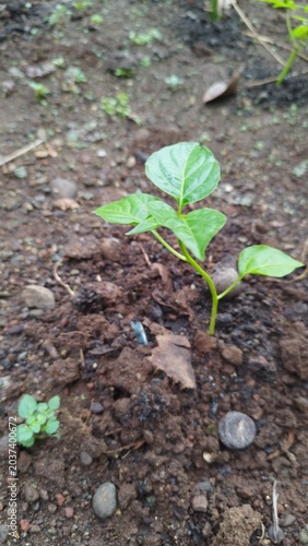 Young Chili Pepper Plant Seedling Growing in Fertile Backyard Soil