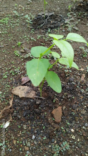 Young Long Bean Plant Seedling Sprouting in a Rocky Backyard Garden