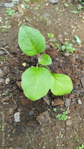 Young Eggplant Plant Seedling Growing Freshly in Fertile Soil