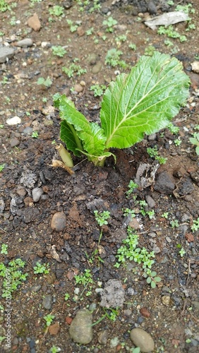 Young Mustard Green Plant Growing from Fertile Ground in a Backyard