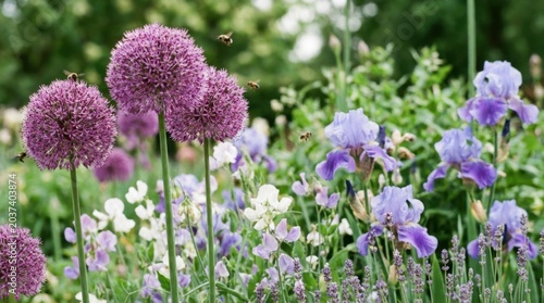 Vibrant Purple Allium and Iris Flowers Blooming in a Sunny Garden, Natures Beauty.