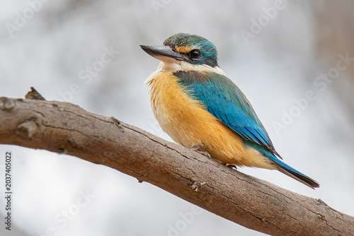 Sacred Kingfisher (Todiramphus sanctus)