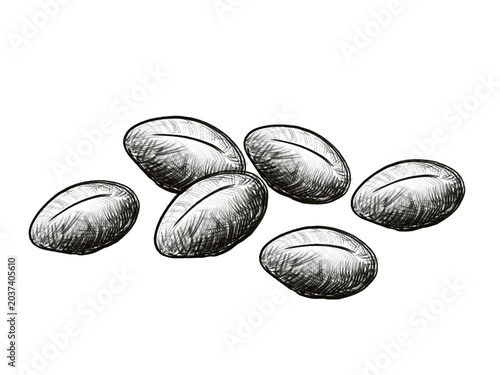A hand-drawn pencil illustration of coffee beans. A monochrome sketch with a transparent background.