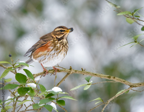 Cuadro en lienzo Redwing Bird Perched on a Branch Eating Berries in a Snowy Winter Scene
