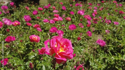 A bee collects pollen from blooming roses in a city park.