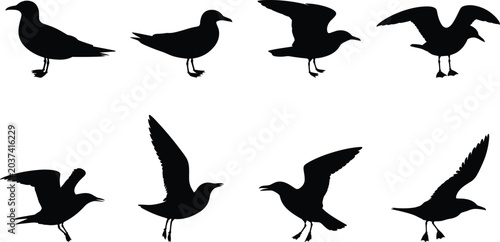 Foto Seagull Bird Silhouette Collection with Flying and Standing Ocean Gull Vector Il
