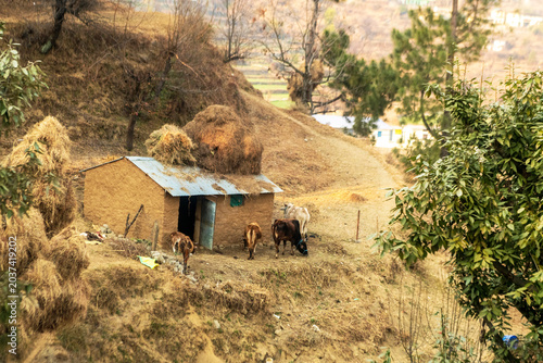 Cowshed in a mountain village