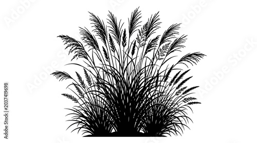Bild auf Leinwand Tall Grass Silhouette Against White Background Detailed Botanical Illustration