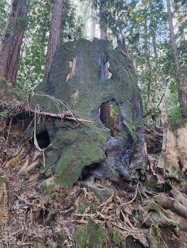 Photos Ancient Hollow Redwood Tree Stump Covered in Moss with Openings in Forest