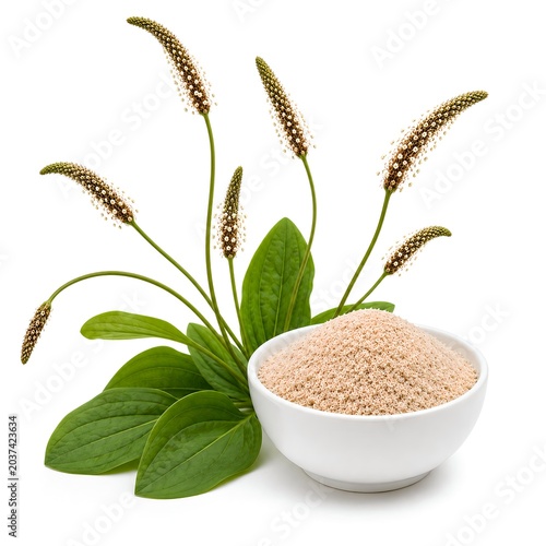 Plantain (Plantago ovata) seeds with fresh leaves and flowering spikes isolated on white background.
