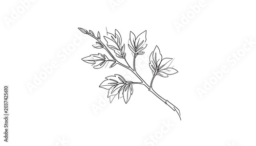 Isolated outline of a delicate sprig with small leaves and a hint of seed or flower heads, simple line art botanical element