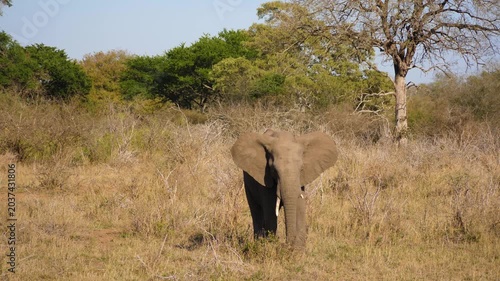 An African elephant stands in the bushes
