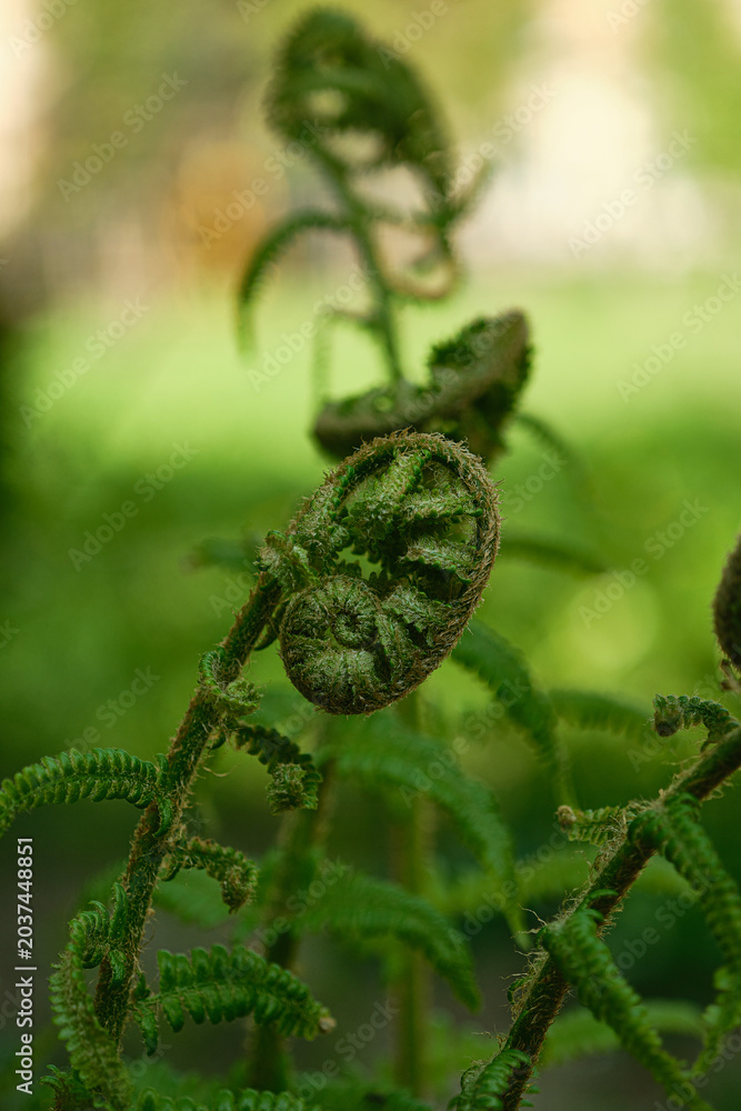 Fototapeta premium Fern fiddlehead in a soft green bokeh background, macro nature composition, vertical format