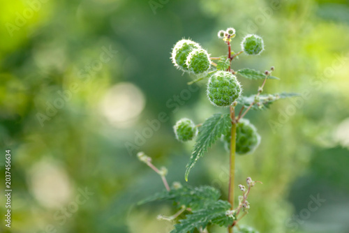 Billede på lærred Detailed close up of roman nettle Urtica Pilulifera plant with green spherical stinging flower heads blooming in early spring