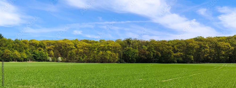 Obraz premium Vibrant green meadow field in front of fresh spring forest under blue sky with clouds