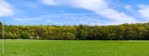 Panel kuchenny z motywem Vibrant green meadow field in front of fresh spring forest under blue sky with clouds
