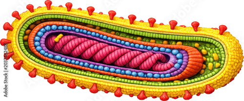 Ebola Transparent Object Virion Structure Cross Section Illustration