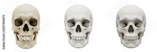 Set of three realistic human skull models, 3D anatomical bone structures with detailed texture and shading isolated on transparent background, medical education and artistic design reference assets