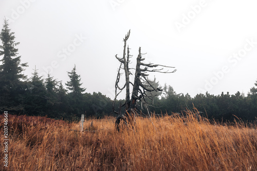 Foto Dead lone tree silhouette standing on a foggy mountain meadow
