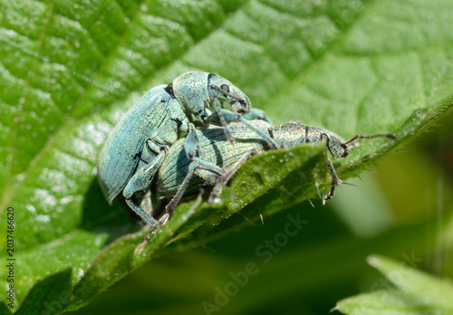Pair of Nettle Weevils mating on a green leaf