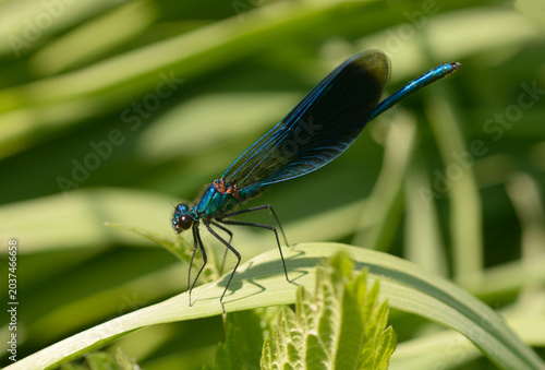 Male Banded Demoiselle damselfly resting on a green leaf