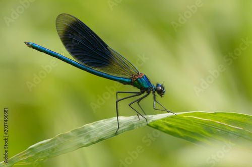 Male Banded Demoiselle damselfly resting on a green leaf