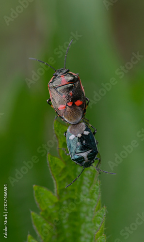 Mating pair of Brassica shieldbugs Eurydema oleracea with different color forms on green leaf macro shot