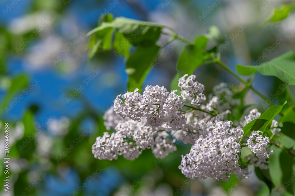 Obraz premium Gentle lilac branch moving softly. Bright blue sky with lilac blossoms gently dancing in wind. Vivid outdoor garden scene featuring lilac branches swaying under clear blue sky