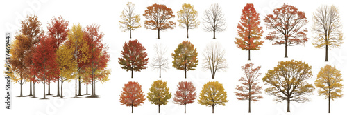Set of various autumn trees, deciduous forest collection with orange, red and yellow foliage, realistic nature icons isolated on transparent background, architectural visualization and landscape desig