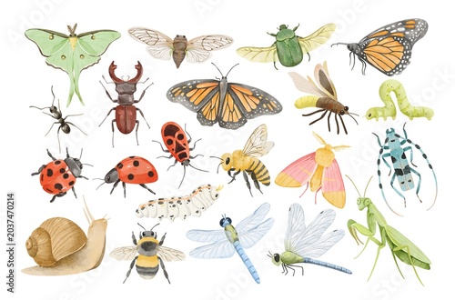 Watercolor garden insects and bugs elements on white background