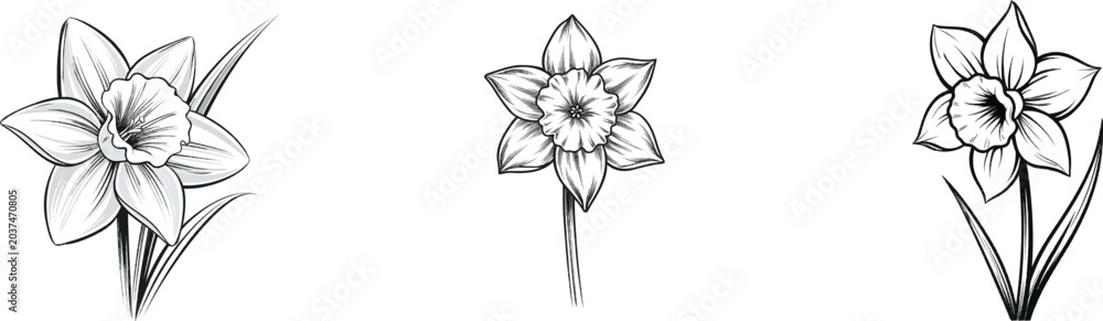 Fototapeta premium A minimalist black ink botanical illustration of a daffodil flower in spring, featuring elegant fine line art with crisp pure white background and sharp detailed edges