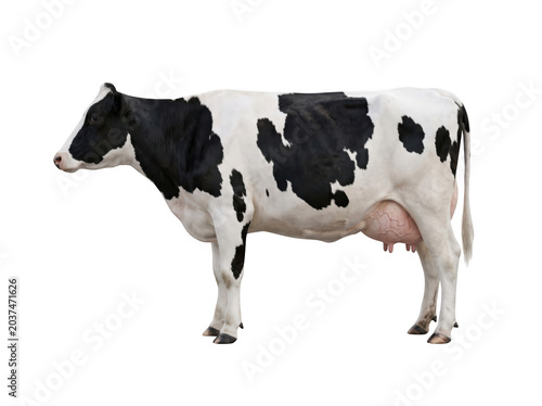 Full body side view of a black and white holstein dairy cow isolated on transparent background