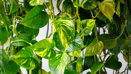 Fotografie Bright green pothos plants hang down from a white wall in a modern indoor space