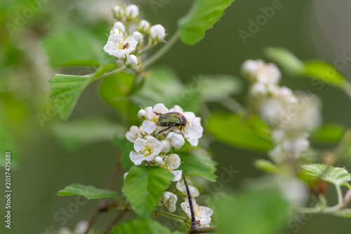 фотографія White bloom visit