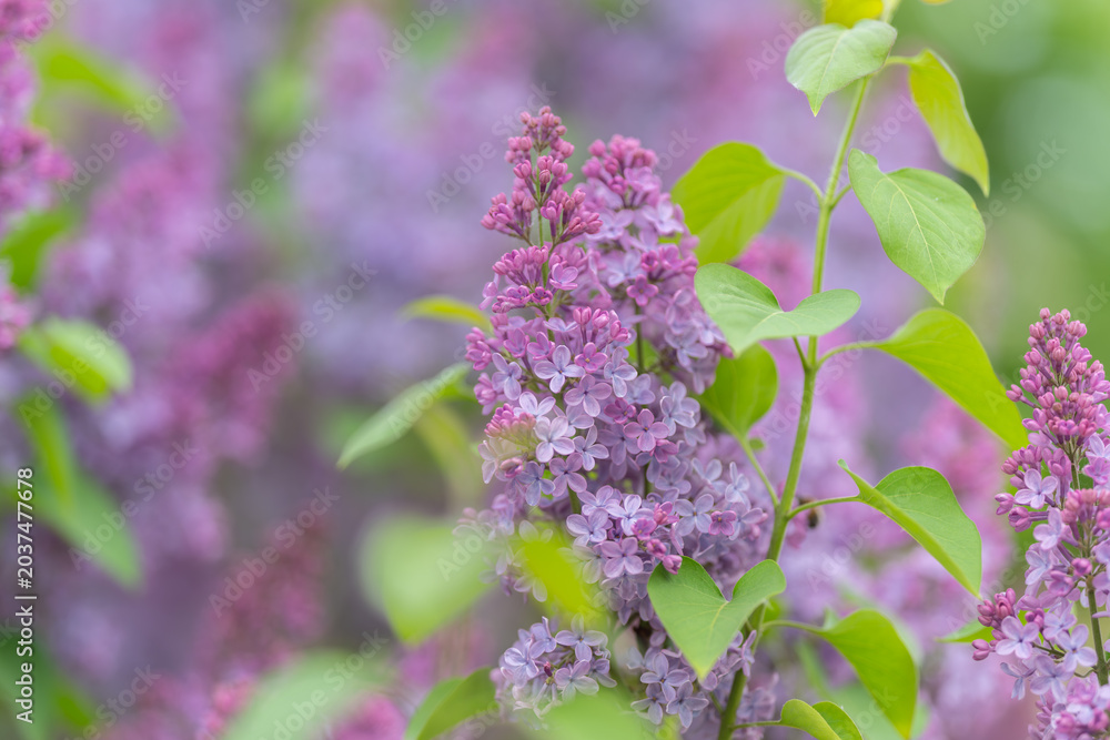 Obraz premium Close examination of lilac blossom with delicate petals and small buds. Macro perspective showcasing soft purple flowers and lush greenery in gentle natural lighting