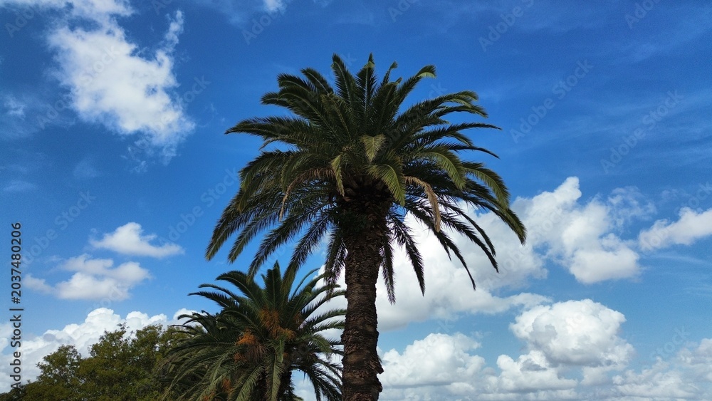 Fototapeta premium Palm trees reaching towards a blue sky with clouds