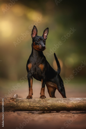 A sleek black and tan Miniature Pinscher stands balanced on a thick fallen log in a sun-dappled forest