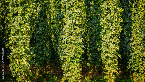 Quadro su tela Trellis with green hops growing in a field during the afternoon light in a farmi