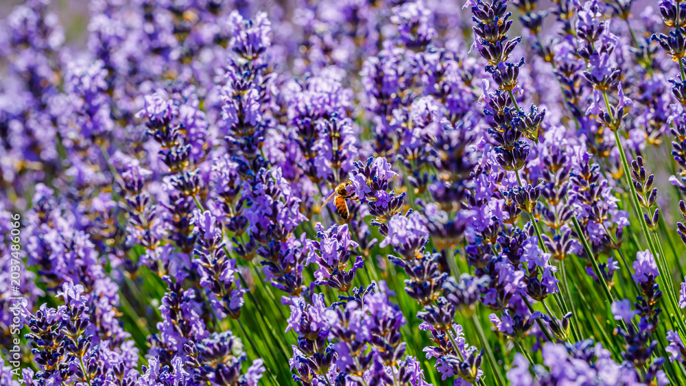 Obraz premium Bee visits lavender flowers in a garden during a sunny day in summer in full bloom