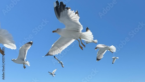 seagull in flight