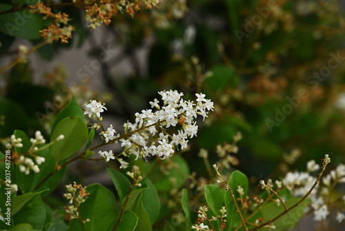 ネズミモチの花
