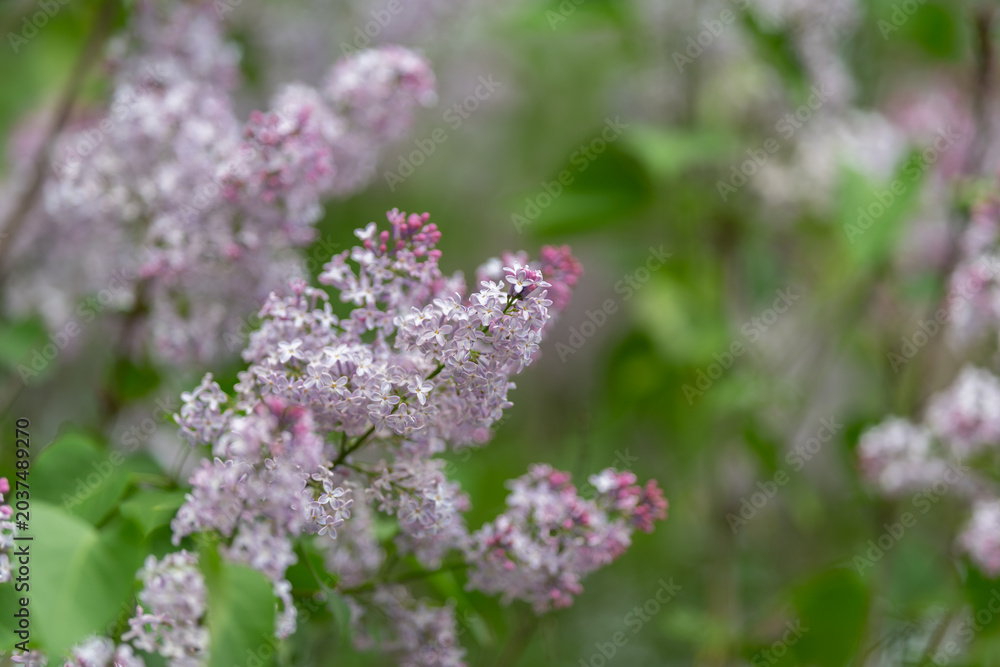 Fototapeta premium Pale lilac clusters with intricate petals, shallow depth of field, muted green background, romantic and nostalgic spring aesthetic, floral stock for greeting cards