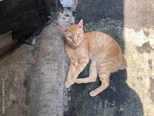 Obraz na płótnie A ginger tabby cat with wonderful green eyes lies on a textured concrete surface, basking in sunlight