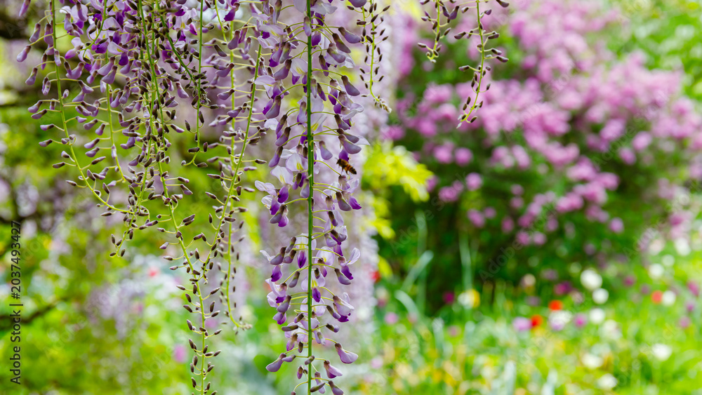 Obraz premium Flowers bloom in a garden filled with colorful plants during spring season