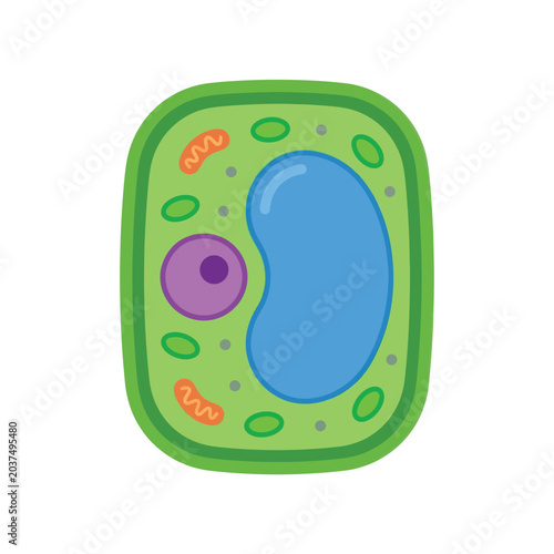 Cell Structure Biology Science Illustration.